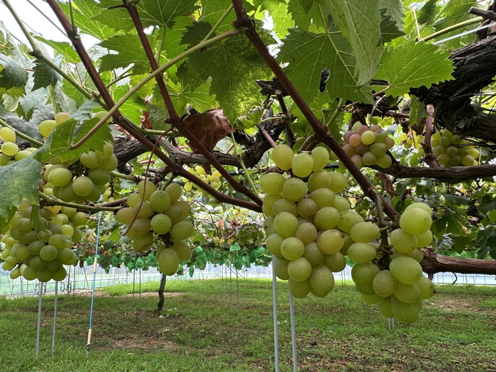 様々な品種のぶどうたち
