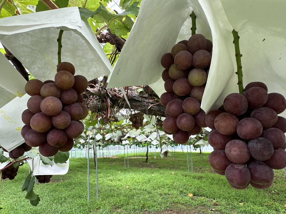 様々な品種のぶどうたち