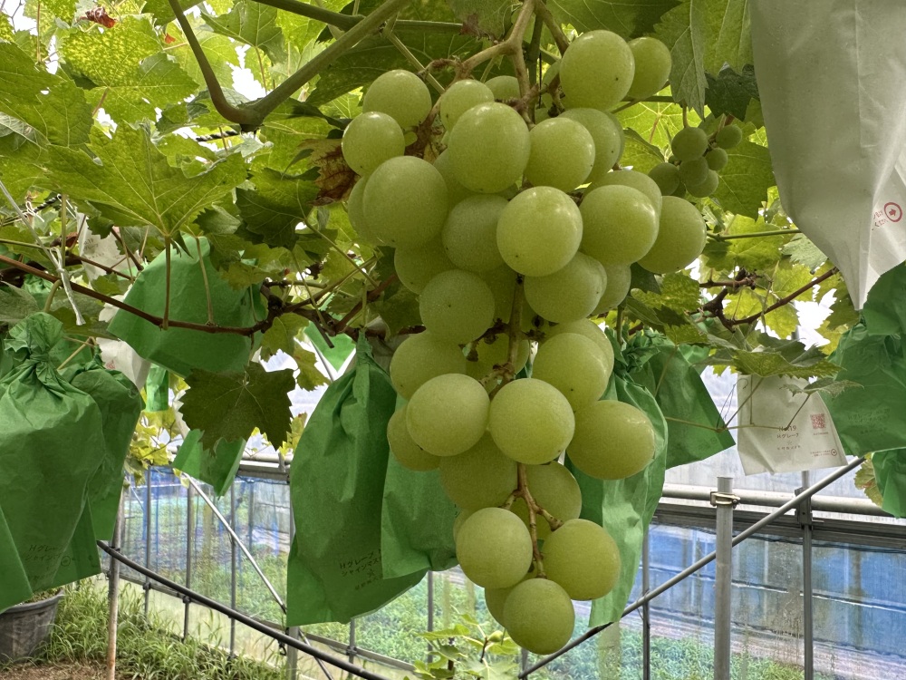 様々なぶどうたち