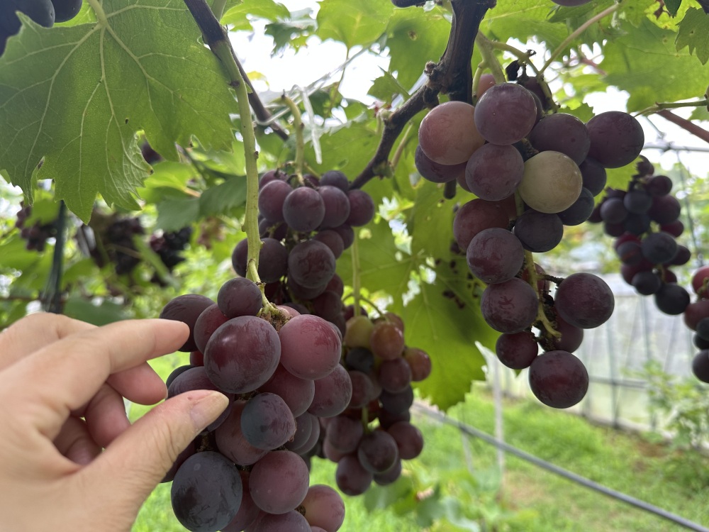 様々なぶどうたち