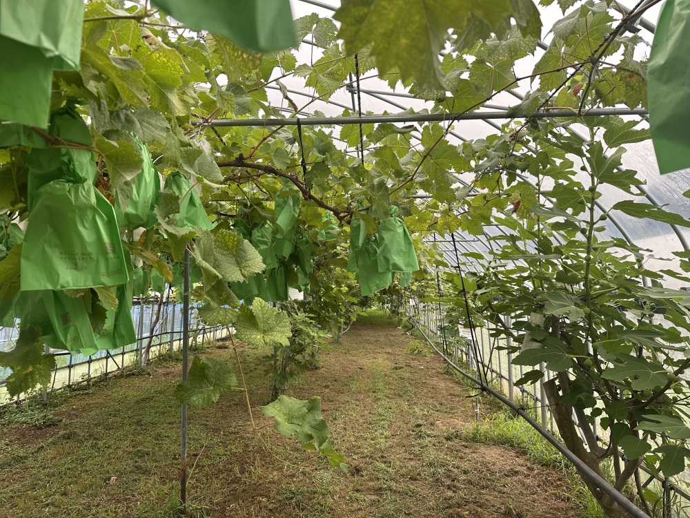 様々なぶどうたち