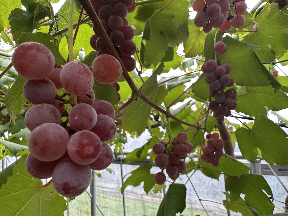 様々なぶどうたち