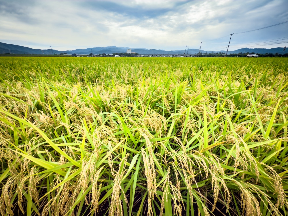 蔵の近くは田園風景が広がります