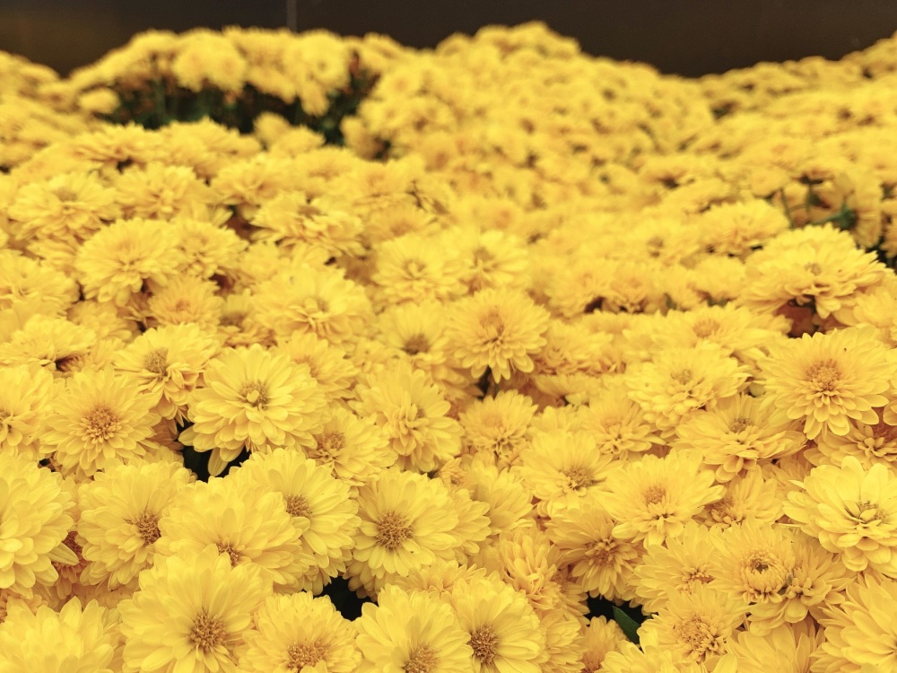 いろんな種類の菊花を楽しむことができる