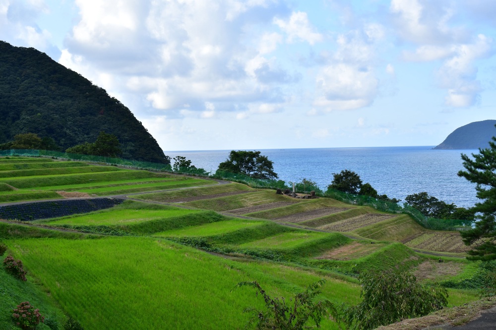 田烏の棚田