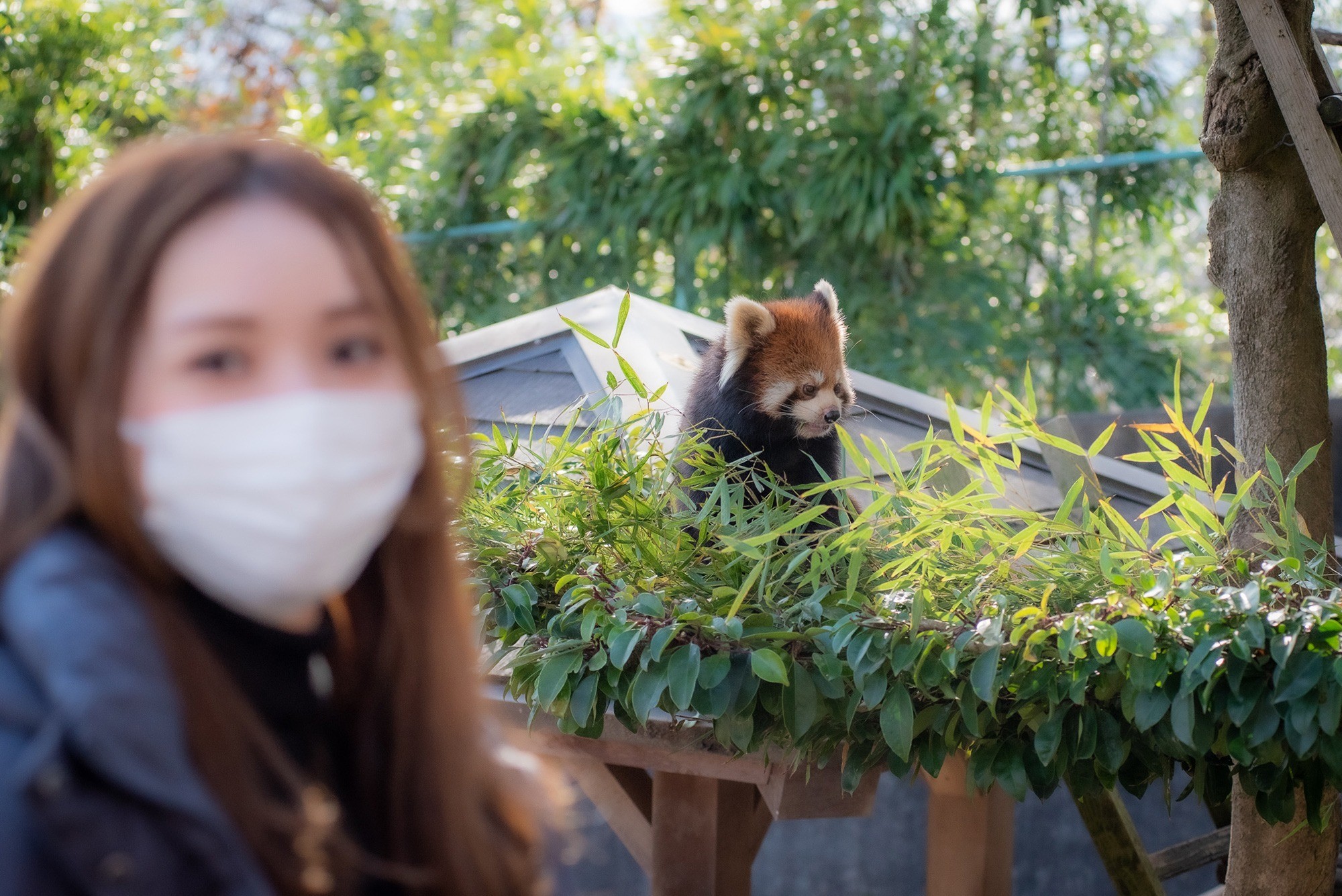 無料！？鯖江市西山公園の「西山動物園」はレッサーパンダのメッカ！