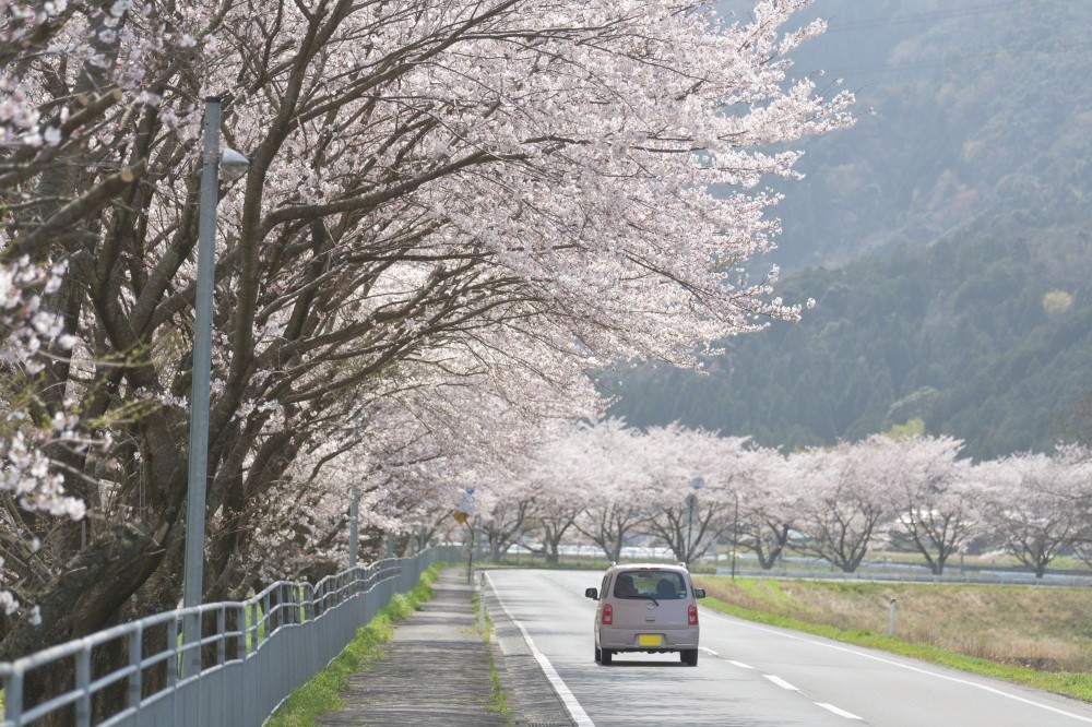 福井県の桜スポットは「嶺北」だけじゃない。「嶺南」のおおい町にはとても素敵な穴場の桜スポットが盛りだくさん。