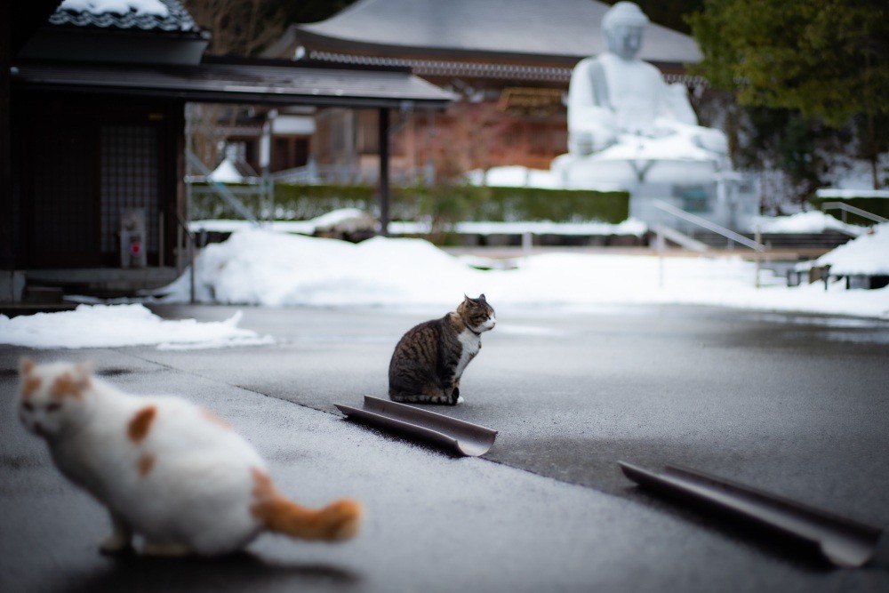 じゃらんの「一度は行ってみたい猫スポット５選」にも選ばれた！ 猫好きさん必見の御誕生寺