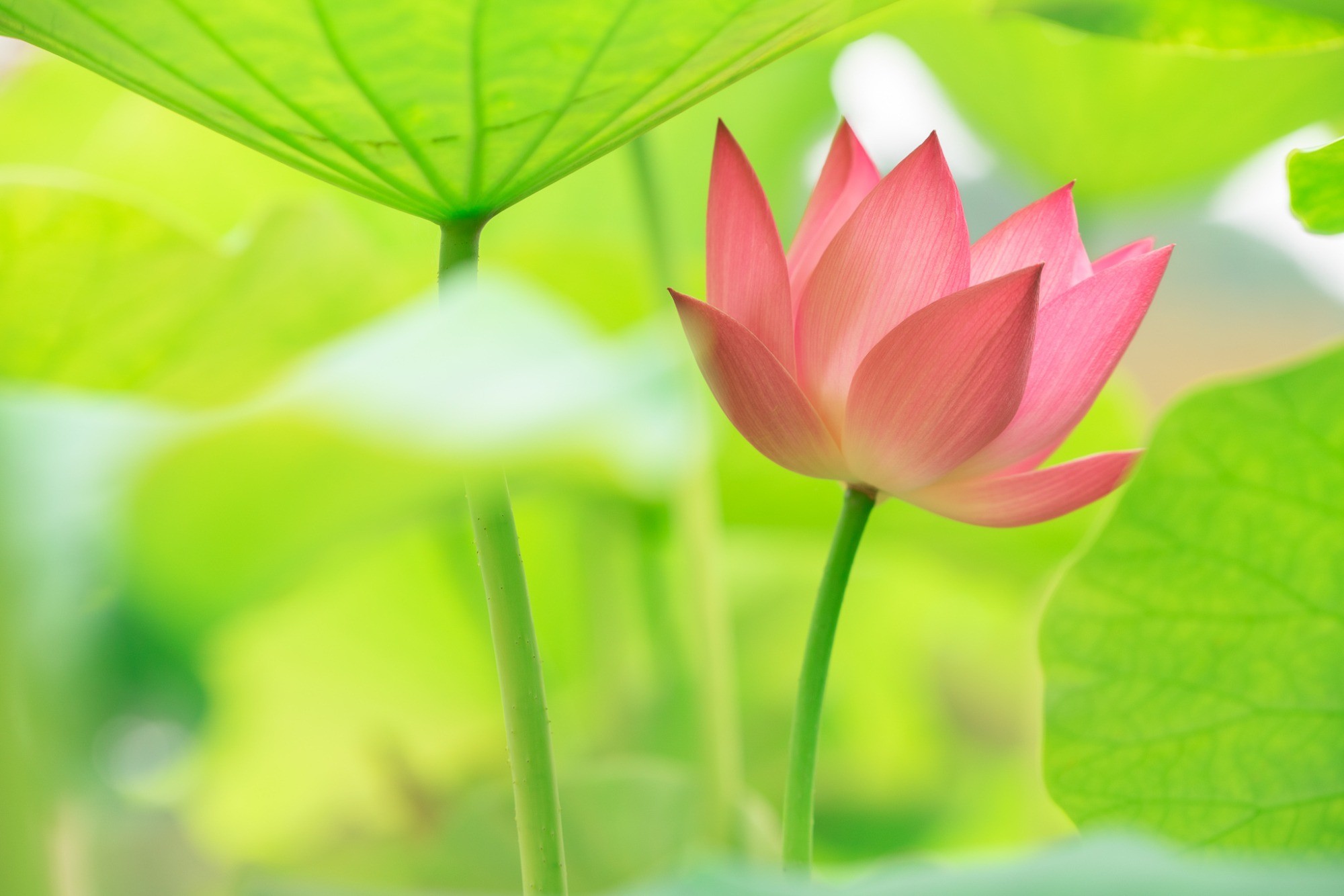 世界の花はすが咲きほこる 花はす公園 を見に行こう ふく旅記事 公式 福井県 観光 旅行サイト ふくいドットコム