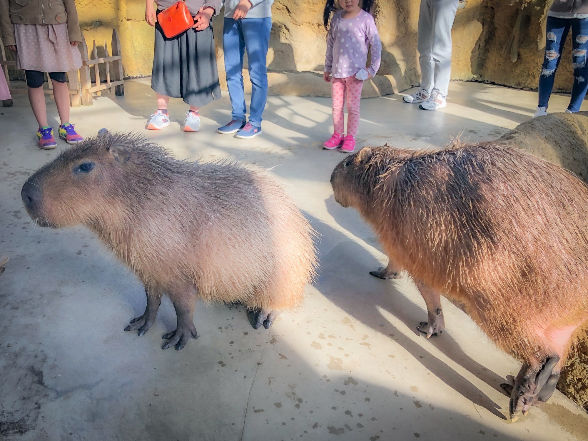 【無料】足羽山公園遊園地のハッピージャングル「ハピジャン」でかわいい動物たちと触れ合おう！