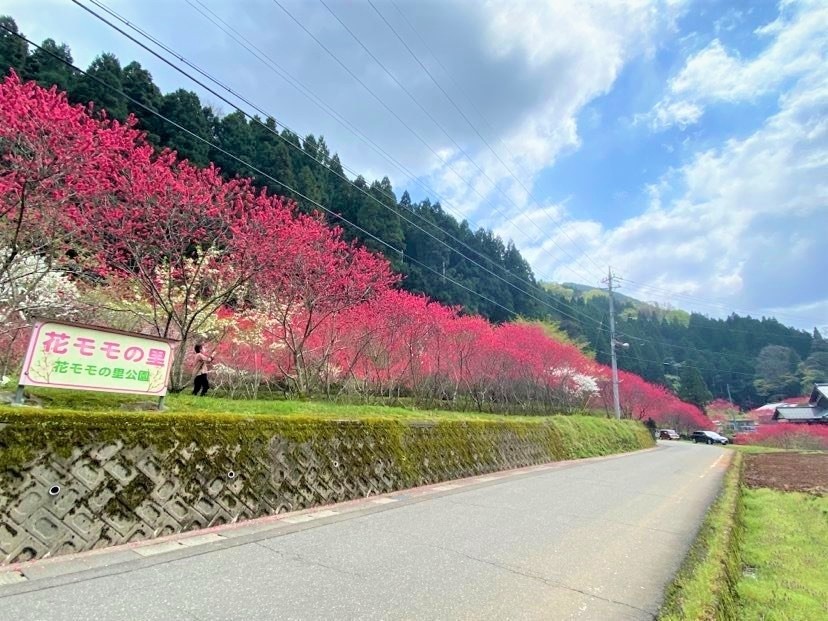 まるで桃源郷？！殿下の『花モモの里』で春爛漫の里山散歩♪