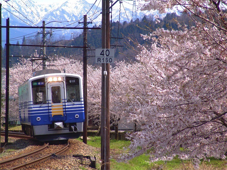 穴場スポットあり！福井県勝山市の絶景桜スポット7選　
