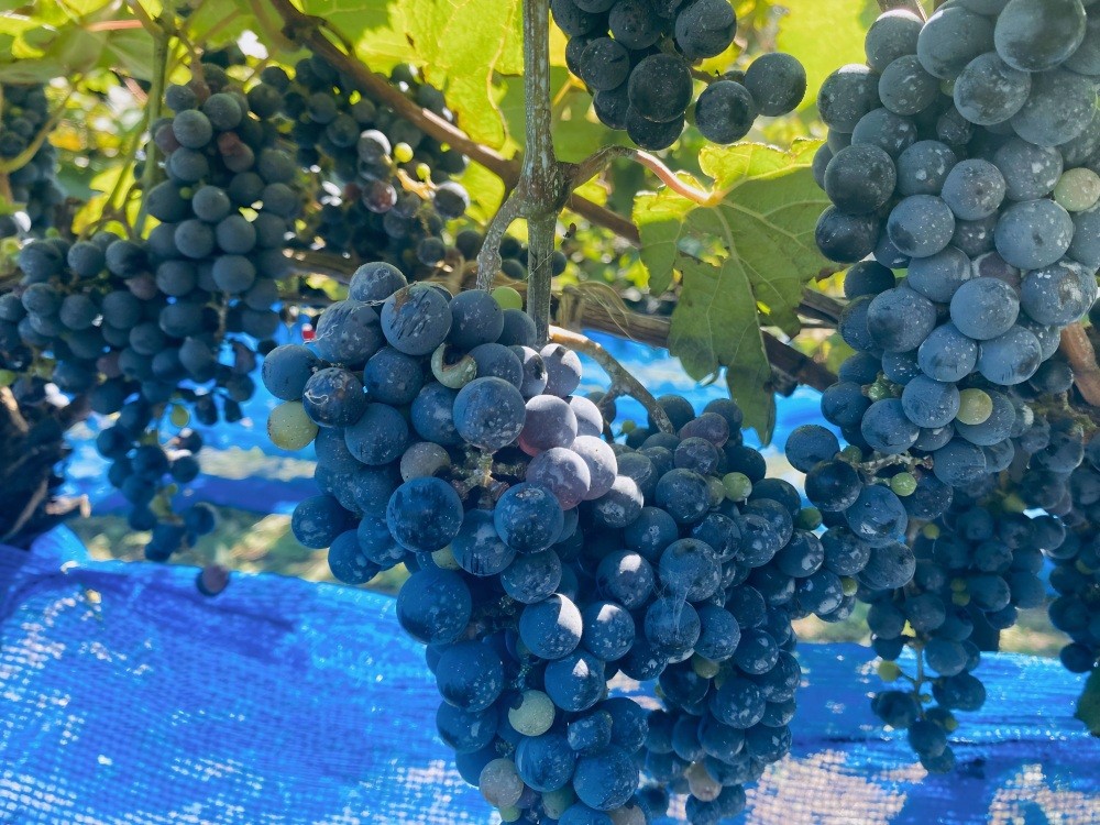 「白山ワイナリー」で収穫からワイン醸造体験！奥越前ならではの「山葡萄」が主役