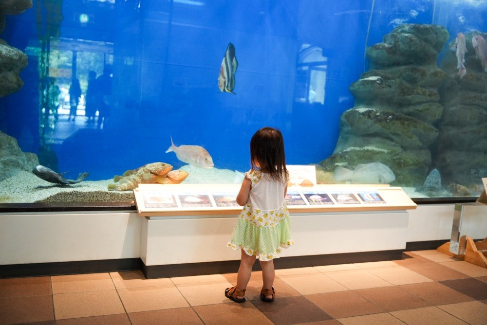 【無料】大人も子どもも楽しめる水族館「福井県海浜自然センター」