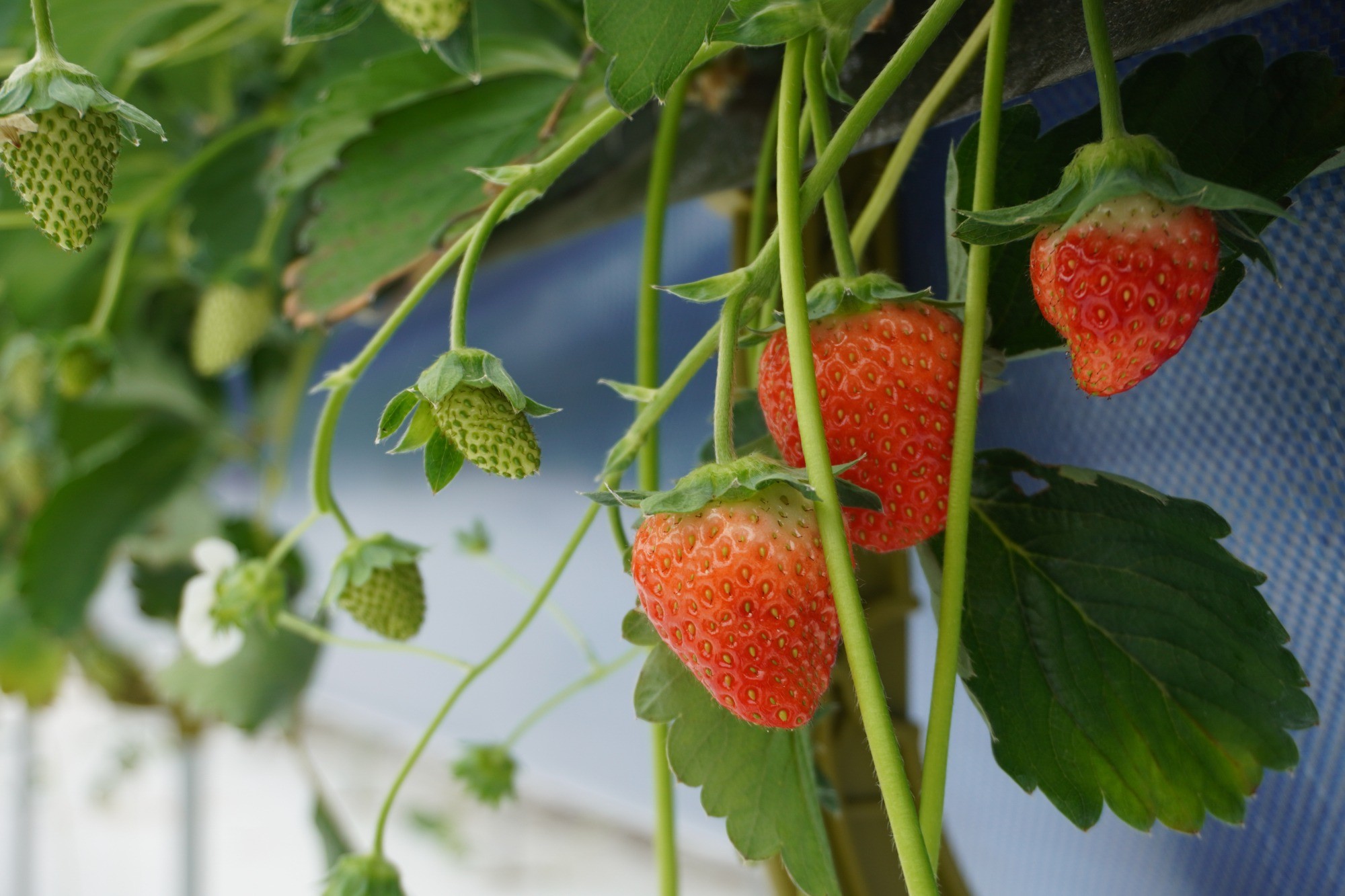 NEWオープン【FRUITFUL GARDEN ひのの実】日本一！？高速道路に近い「いちご摘み」