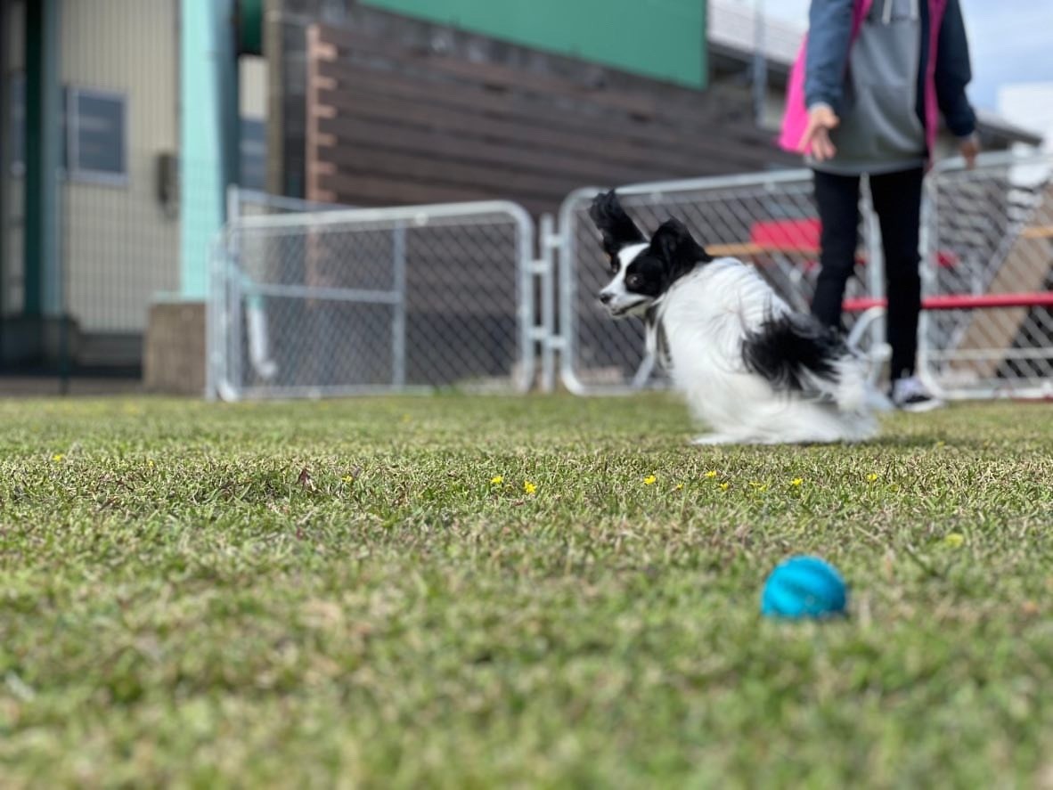 【福井のペット旅】愛犬と行ける食事処やカフェをご紹介！