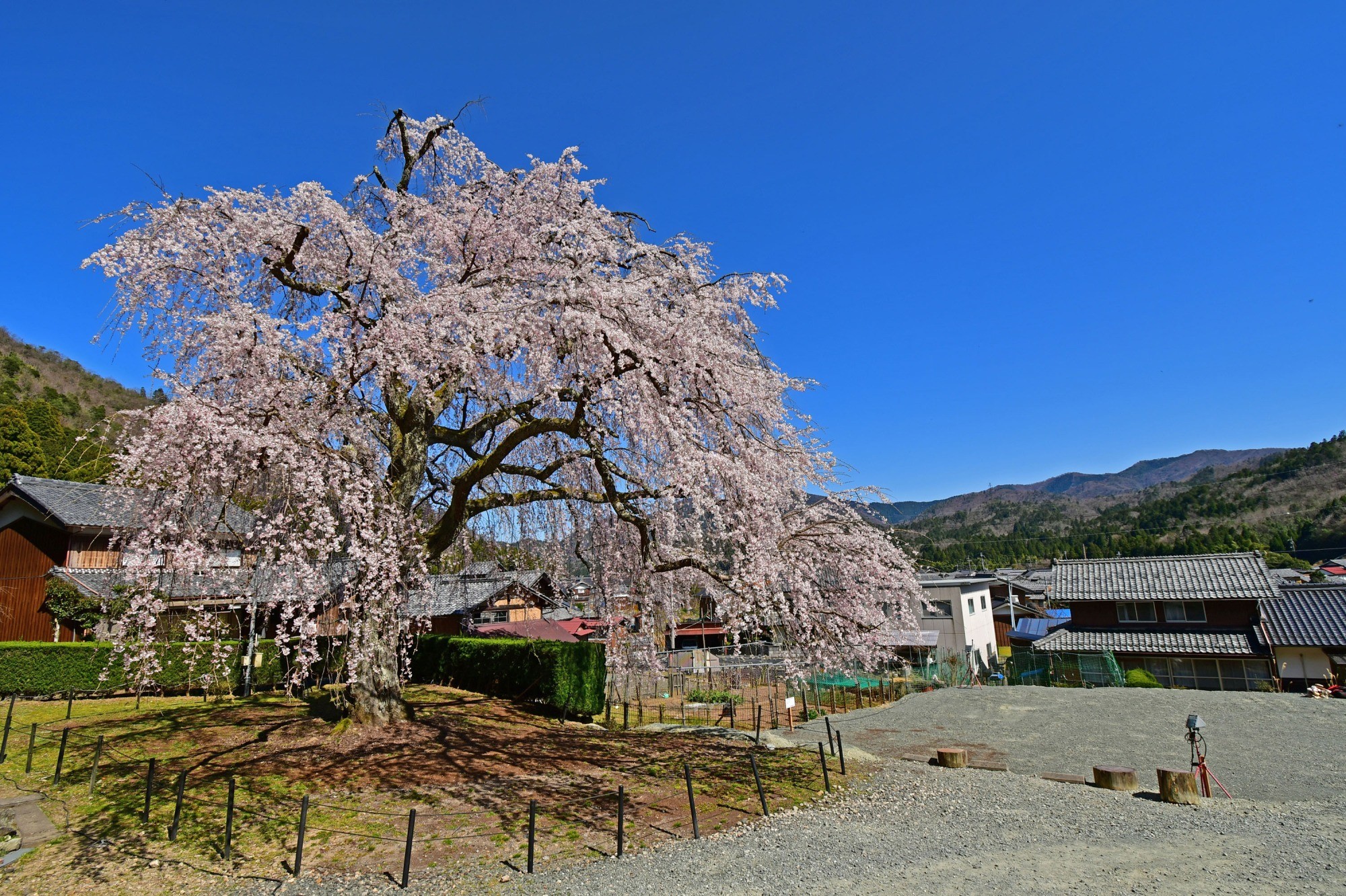 地元ライターオススメの若狭の桜スポット8選！