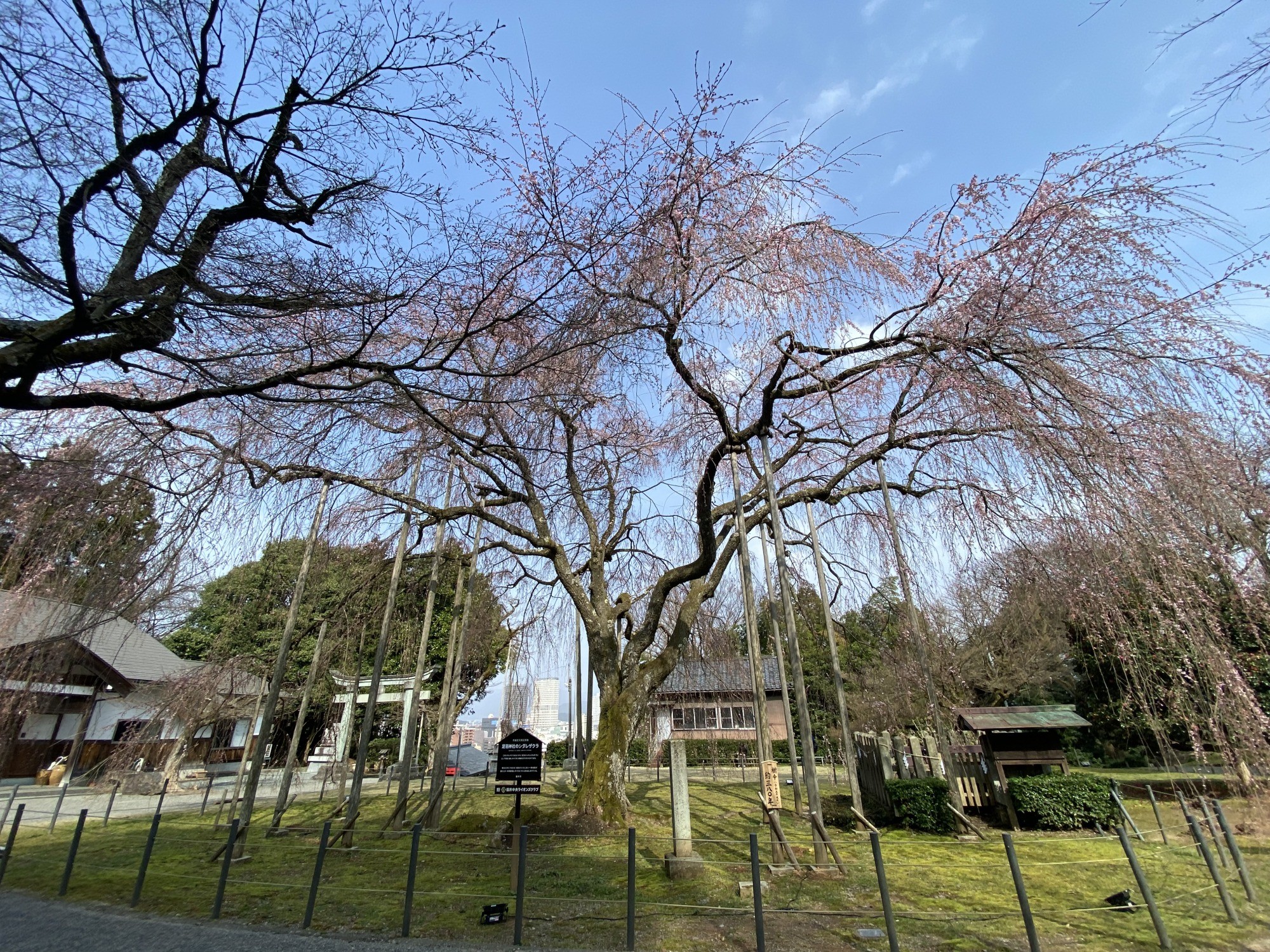 「ふくチャリ」で行く!春の足羽山公園めぐり