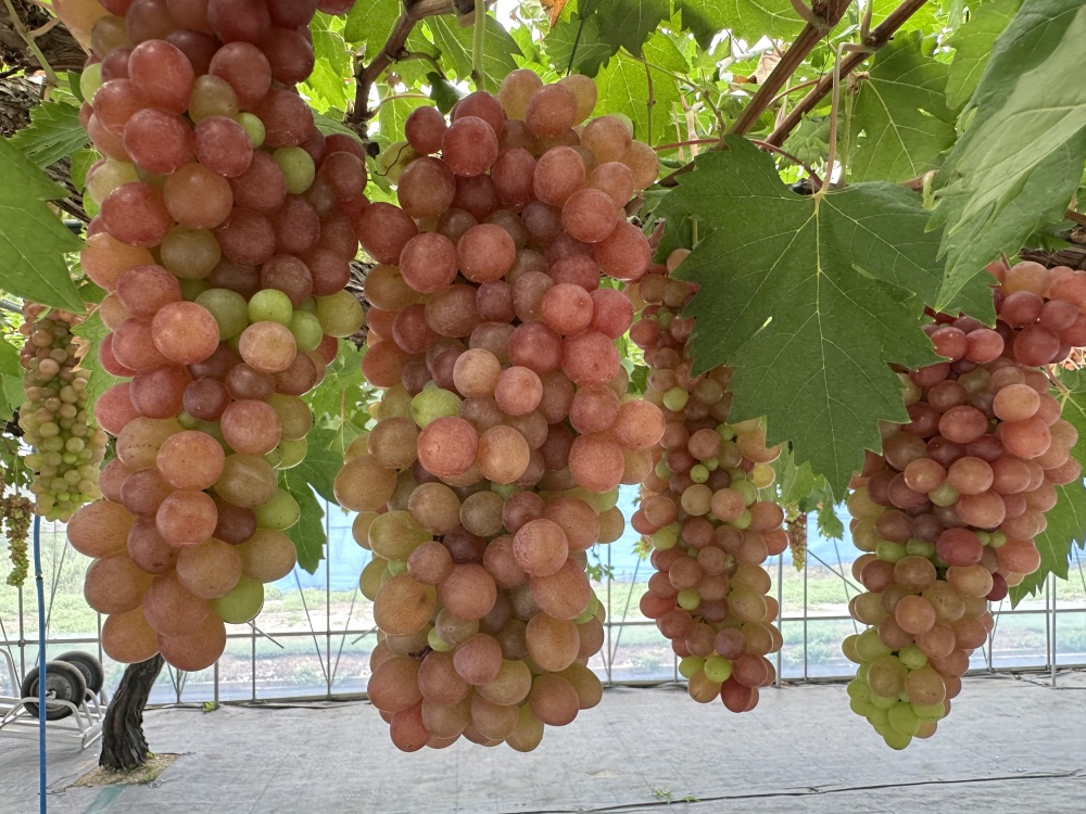 【あわら温泉】ぶどう狩り3選&梨狩り&近隣の飲食店も紹介!あわらで秋を満喫!