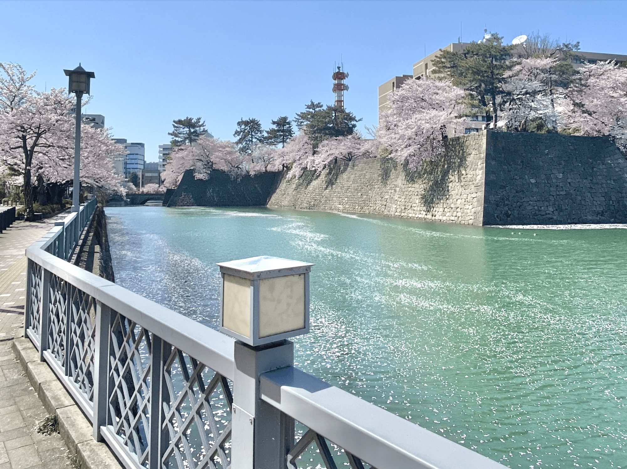 【福井駅から徒歩で行ける】桜の名所・お花見スポット5選