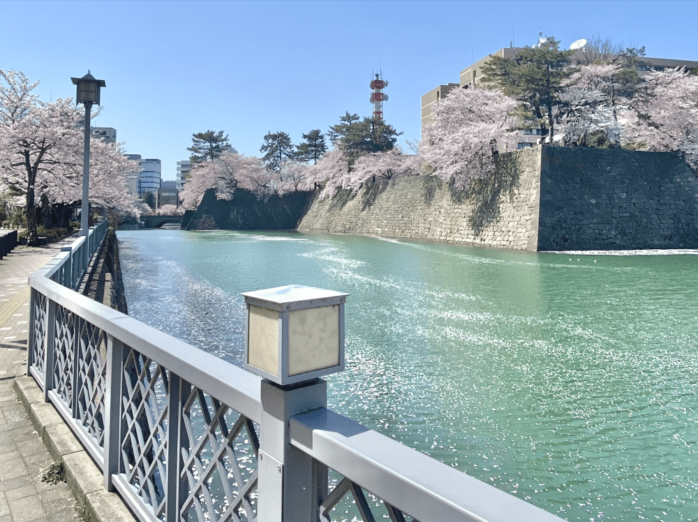 【福井駅から徒歩で行ける】桜の名所・お花見スポット5選