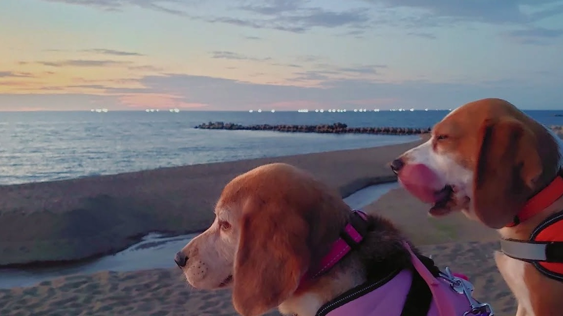 愛犬と一緒にあわら温泉旅!! ワンちゃんと泊まれる宿&立ち寄りOKのお店ガイド