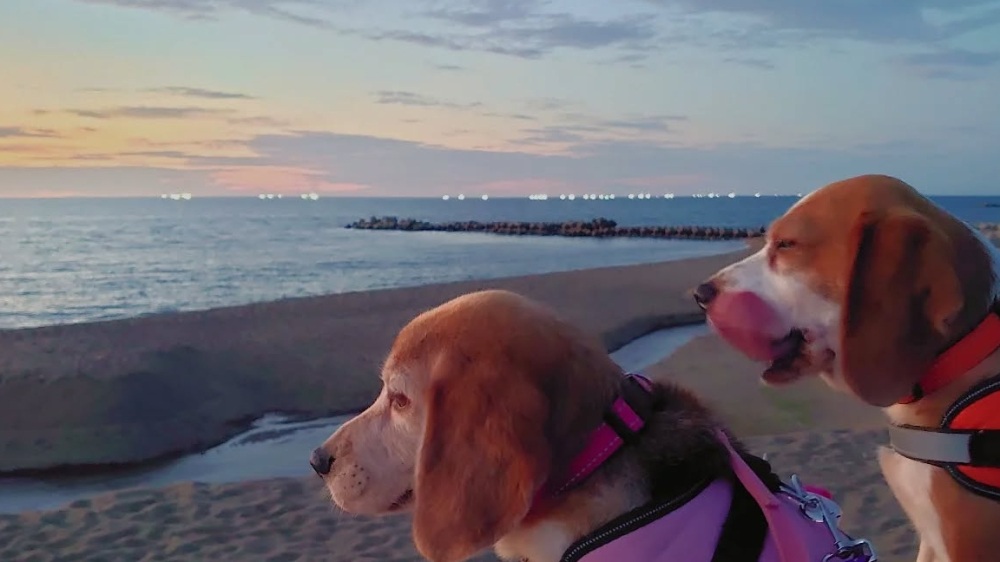 愛犬と一緒にあわら温泉旅！！ ワンちゃんと泊まれる宿＆立ち寄りOKのお店ガイド