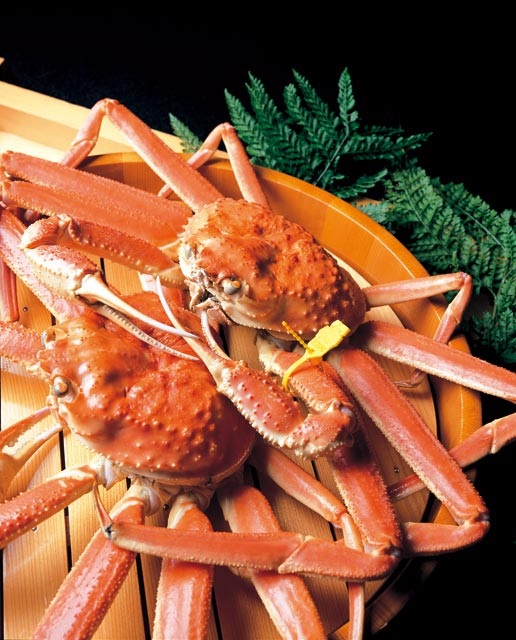 越前がに解禁!カニを喰らうプラン