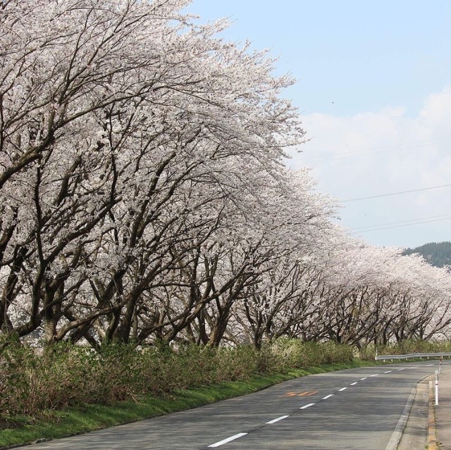 鮎街道の桜