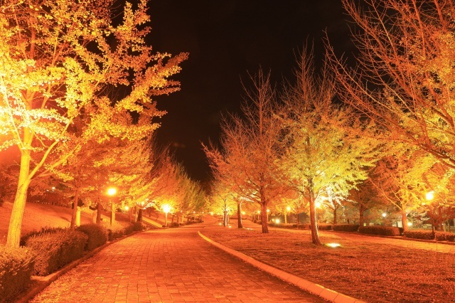 【イチョウ】ふくい健康の森(見頃10月下旬～11月下旬)