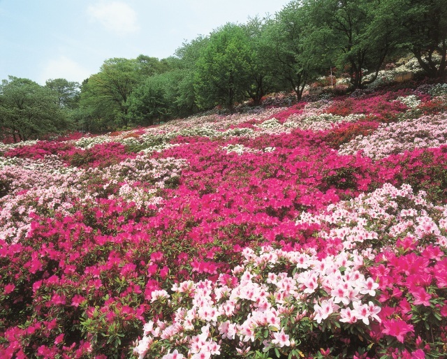 西山公園のツツジ（4月～5月）