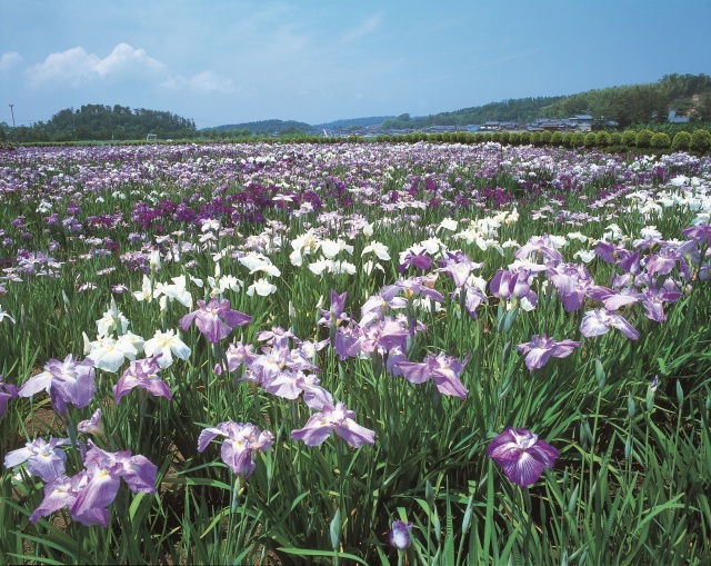 北潟湖畔花菖蒲公園のハナショウブ（5月～6月）
