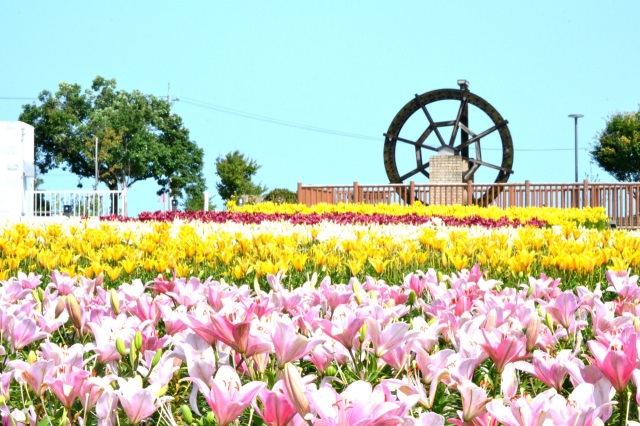 ゆりの里公園ユリーム春江のユリ（6月～7月）