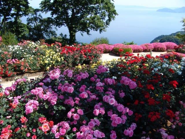 レインボーライン山頂公園のバラ（5月～6月）