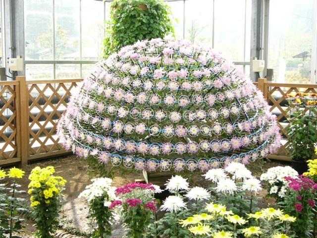 万葉菊花園のキク（10月~11月）