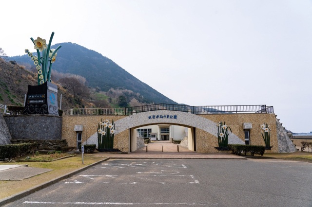 越前水仙の里公園のスイセン（12月~２月）