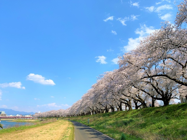 足羽川桜並木のサクラ（4月）