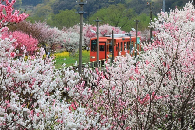 勝原花桃公園のハナモモ（4月~5月）