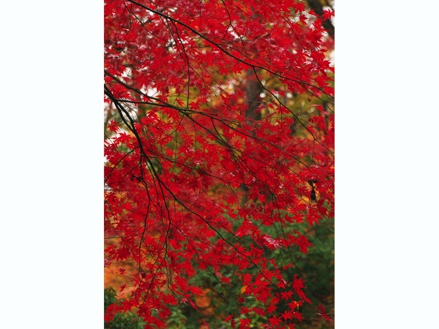 西山公園の紅葉（10月～11月）