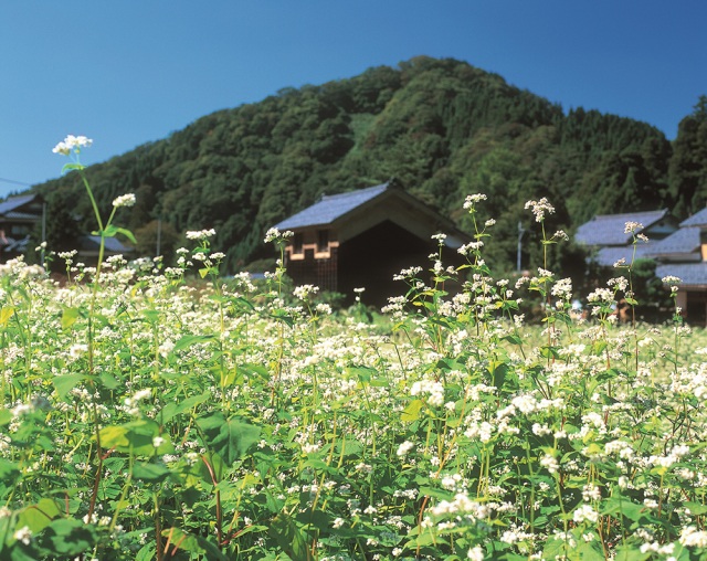 そば畑・そばの花