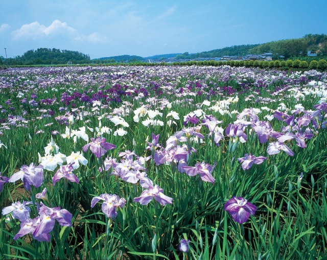 北潟湖畔花菖蒲圓のハナショウブ（５月～６月）