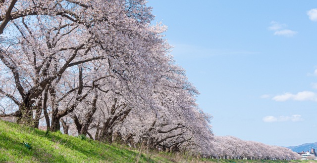 子連れにおすすめ【桜の名所3選】