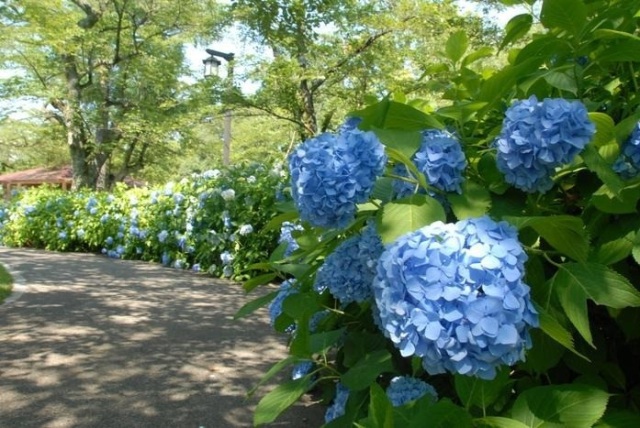 足羽山公園周辺の観光スポット②足羽山公園