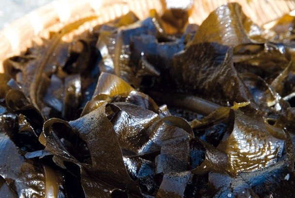 Les algues wakamé sauvages