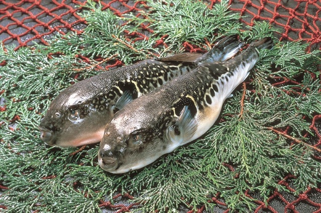 Le poisson-globe (fugu) de wakasa “Wakasa-fugu”