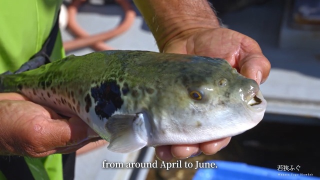 Poisson-globe Wakasa Fugu