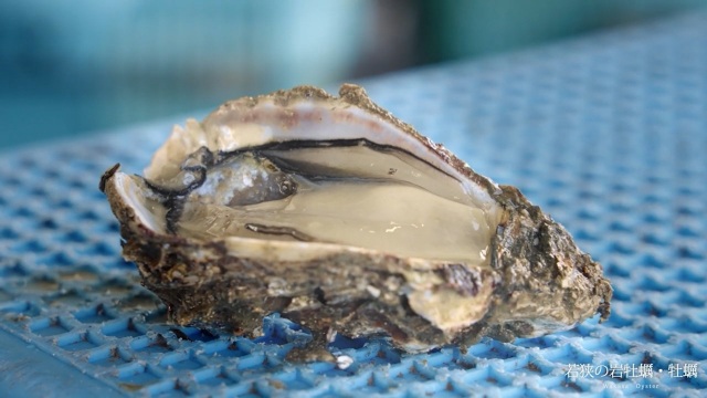 若狹的岩牡蠣・牡蠣