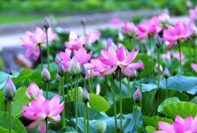 満開の花はすにうっとり！はす尽くしと今庄堪能ツアー