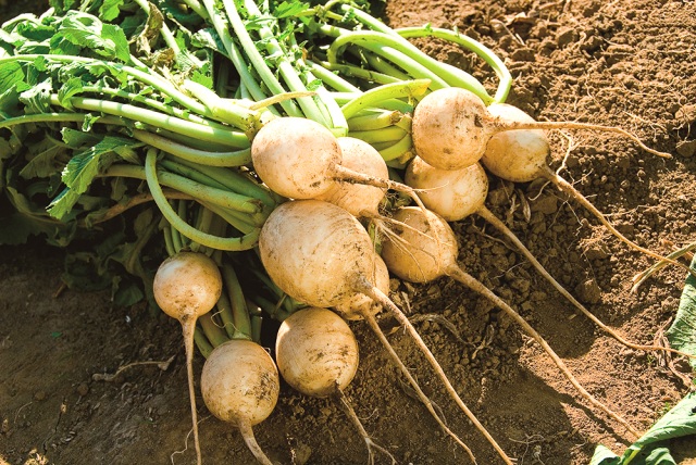 Echizen Karami Daikon