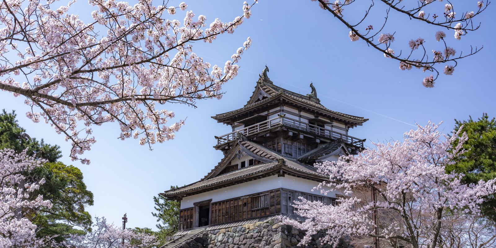 Maruoka CastleOne of Japan’s Oldest Castle Towers, Surrounded by Hundreds of Cherry Blossoms